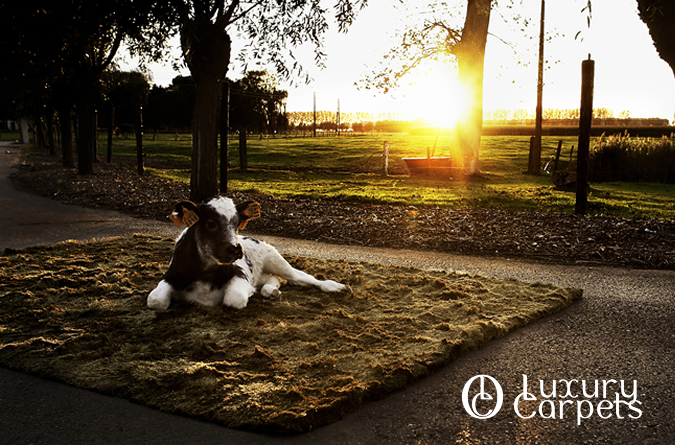 Luxury Carpets-lc4.jpg
